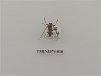 藏品(五星白天牛)的圖片